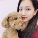 댕댕이 머리방 이미지