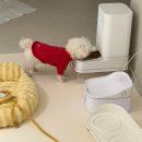 개아범 | [개육아템]밀리/사료/자동급식기