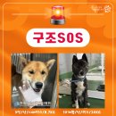 🚨 구조 SOS 🚨 - 안락사 위기, 아이들에게 기회를 주세요 이미지