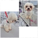 퍼피살롱 이미지