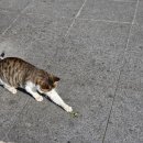 이리주유소 | 상행 익산 미륵사지 휴게소 천안방향 호두과자, 주유소 이용 (구 여산휴게소)