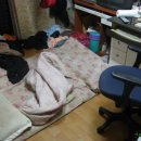 돼지우리 이미지