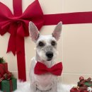 디어마이몽 이미지