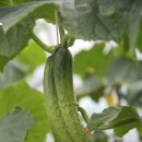 자라진천 이미지