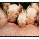 돼지꿈파는집 이미지