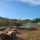 하빛율빠꿈사리 이미지