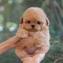 미유펫 강아지분양 고양이분양 김포점 이미지