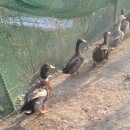 청둥오리 이미지