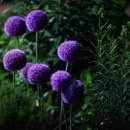 살바토레펜션 이미지