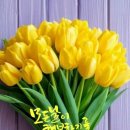 솔트라인