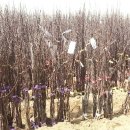 부국농장 이미지