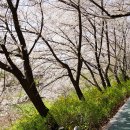 논현로28길(벚꽃길) 이미지