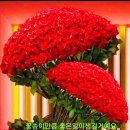 홍단 이미지
