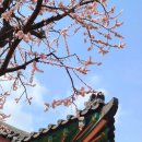 낙원재 | 3월 서울 꽃구경 데이트, 창덕궁 홍매화 개화상태