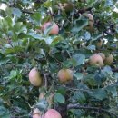 와촌농장 이미지