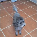 곁에 있을개 이미지