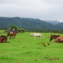 어승생승마장 이미지