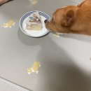 너만멍냥 이미지