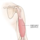 [2주차] 한화 김용찬 선수 의사 진단 결과 이두근 파열 (수정) 이미지