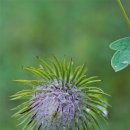 국화수리취 Synurus palmatopinnatifidus (Makino) Kitam. 종 이미지