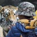 타이거벨리 이미지