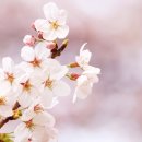 피오라의원 이미지