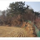 비산비야 Daum카페