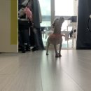 똘똘하개 이미지