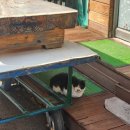 내고향분식 | 로쉬 리조트 숙암킹룸 1박 2일💚(회동집,고향찐빵,아리곳간,똘이분식,로쉬카페,아우라지,정선레일바이크)