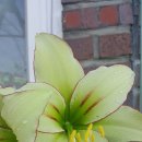 아마릴리스 이미지