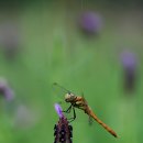 오색허브농원 이미지