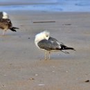 아침의 바다 이미지