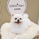 코코CoCo103