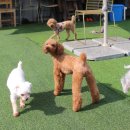 봉주르봉구 이미지