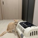 품속동물병원 이미지