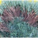 해송2로 이미지