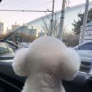 송도멍멍이발소 이미지