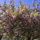 미사경정공원 | 사진 찍기 좋은 겹벚꽃 명소, 미사경정공원 리얼 후기