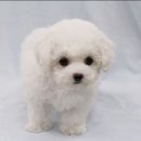 뽀송뽀송 이미지