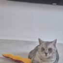 양이분 | 만화가네똥고양이 고양이 캣닢 쿠션 후기, 혼자서도 잘 노는 고양이 장난감 추천
