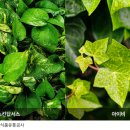 식물로부터 이미지