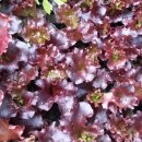 파주종묘농약사 이미지