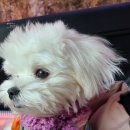 애니원애견미용 이미지