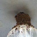 백사장어시장 이미지