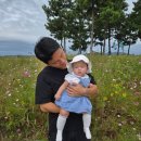 천수만 | 서산 부석 코스모스 명소 천수만A지구 방문 후기