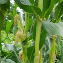 농심퇴비 이미지