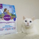 원해축산유통 - 동구 | 건강한 변을 원해? 장이 예민한 고양이를 위한 홀리스틱 펫푸드, 헤일로 센스티브 급여 후기
