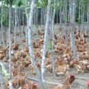 수연양계 이미지