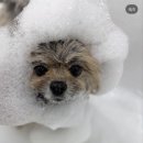 구미산동 애견미용 눈부시개 이미지