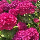 새미언덕 이미지